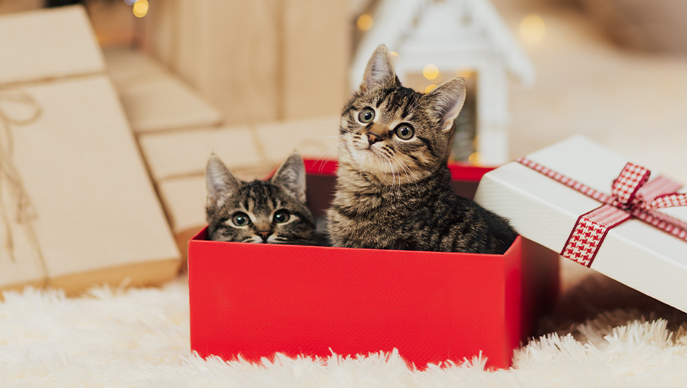 A Holiday Guide to Gifting Pets